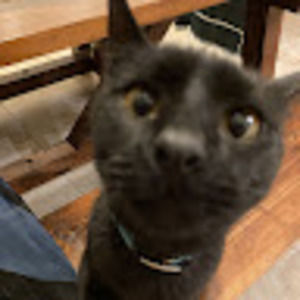 Meet your Posher, Auni stead